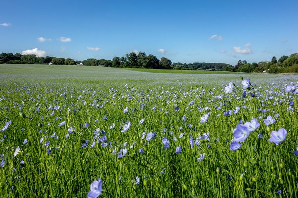 Champs de lin en fleurs en Normandie