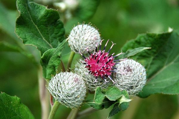 Parmi les plantes du jardin médicinal, on trouve la bardane utilisée essentiellement en dermatologie.