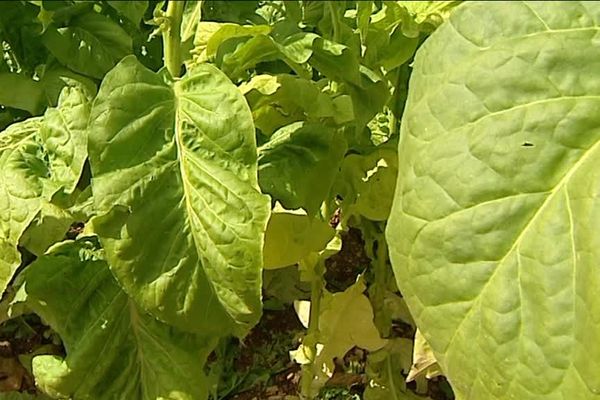 La récolte du tabac blond a commencé dans la Vienne.