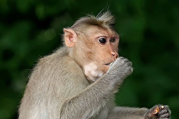 Le singe échappé serait à priori un macaque 