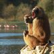 1.500 animaux vivent dans les 436 hectares de la plus vaste réserve animalière de France, au cœur de la Brenne.