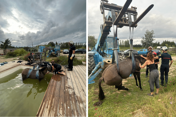 Le cheval a pu regagner la terre ferme vers 19h mercredi.