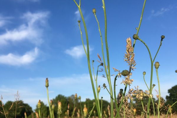 Depuis le 17 mars, il n'est presque pas tombé une goutte de pluie en Pays de la Loire.