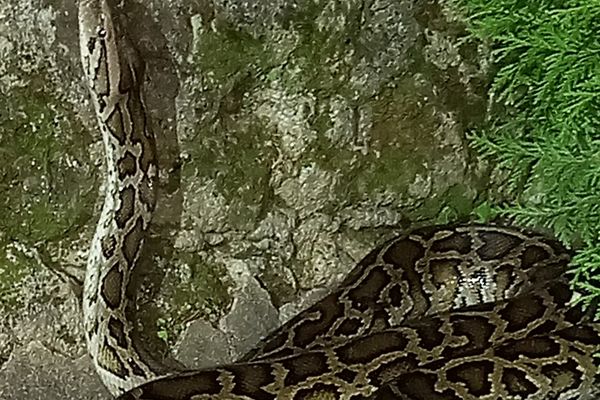 Deux pythons se sont échappés en une semaine.