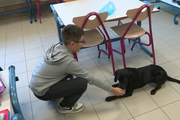 Volt est présent en classe. Il permet d'apaiser les élèves pour une meilleure concentration.