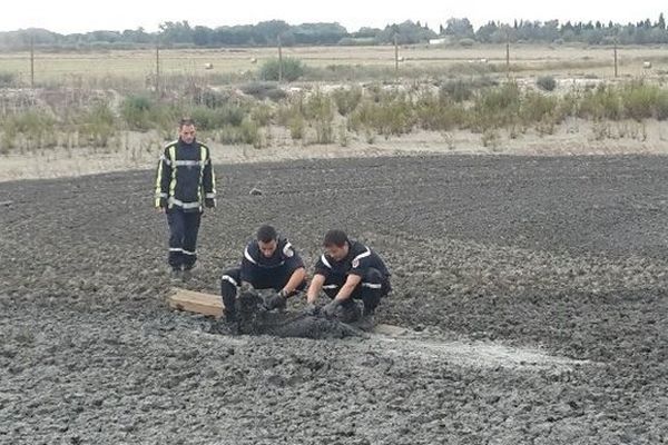 Deux chiens ont été découverts ensevelis en quasi-totalité sur le site de récupération de la boue de curetage du Canal du Rhône à Sète sur la commune de Saint Gilles. Sans une intervention rapide des sapeurs pompiers du Gard, ils étaient voués à finir ensevelis dans la boue.