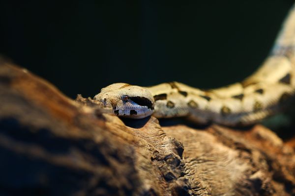 Illustration : Boa de Madagascar au parc zoologique de Paris