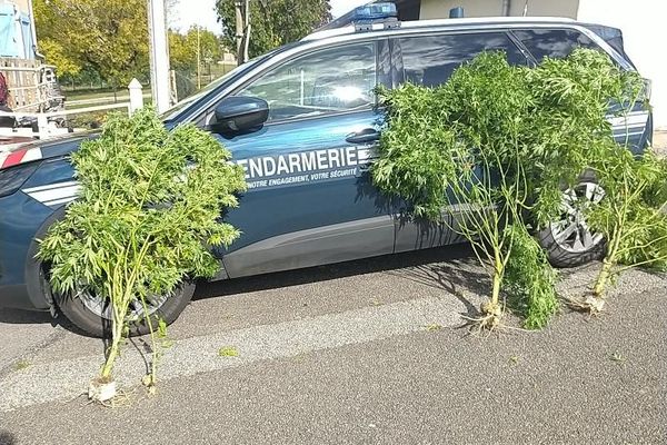 Les gendarmes ont retrouvé quatre pieds de cannabis, 130 grammes d'herbe de cannabis, 42 grammes de champignons hallucinogène et 600 euros en liquide à Cousance (Jura).