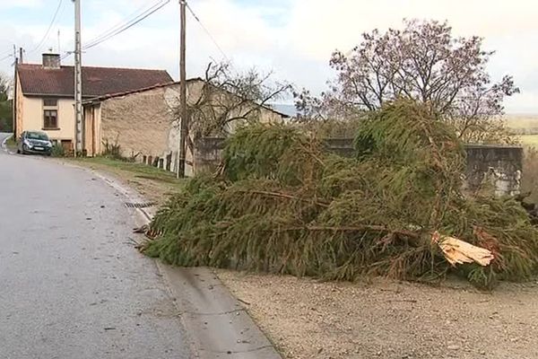 Outre les dégâts sur les toitures, le vent a également déraciné des arbres