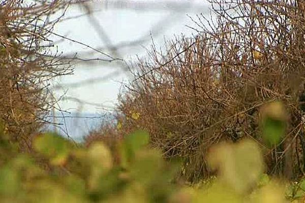 Aimargues (Gard) - une vigne victime de la flavescence dorée transmise par la cicadelle - octobre 2015.