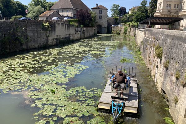 Le myriophylle hétérophylle constitue une sorte de tapis végétal flottant à la surface de l'eau.