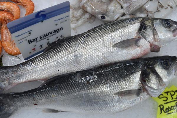 Du bar sauvage sur l'étal d'un poissonnier le 16 janvier 2018