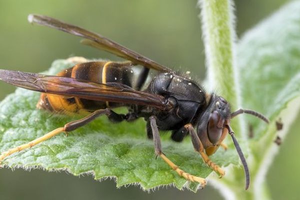 Vespa Velutina, le frelon asiatique a causé la mort d'une vacancière en juillet 2019 à Grayan-et-l'Hôpital en Gironde