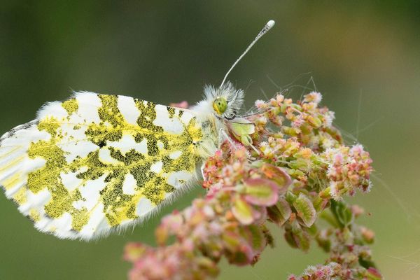 Petit papillon aurore dans la campagne bretonne.