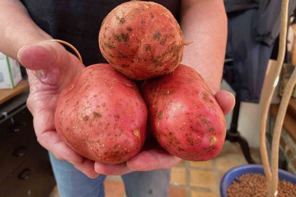 La variété de pommes de terre Esmée à belle chair rouge