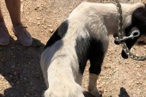 La mère des chiots maltraités se trouve dans un état critique