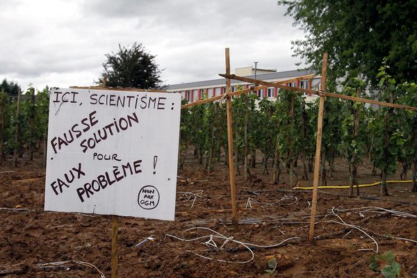 70 pieds de vignes OGM avaient été détruits en 2010