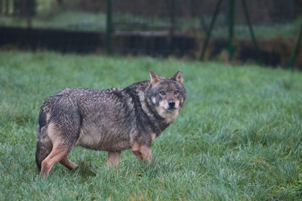 Un berger de la baie du Mont Saint-Michel affirme qu'une de ses brebis a été dévorée par un loup dans la nuit du 14 au 15 avril. Si la cartographie de l'Office française de la biodiversité ne reconnait pas la présence régulière du loup en Normandie, une association affirme en avoir trouvé la trace. (Image d'illustration)