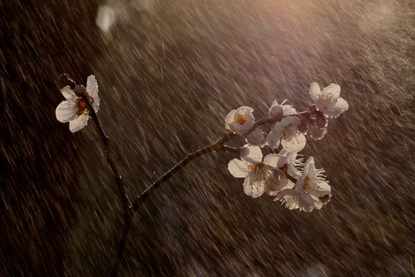 fleurs de prunier sous la pluie