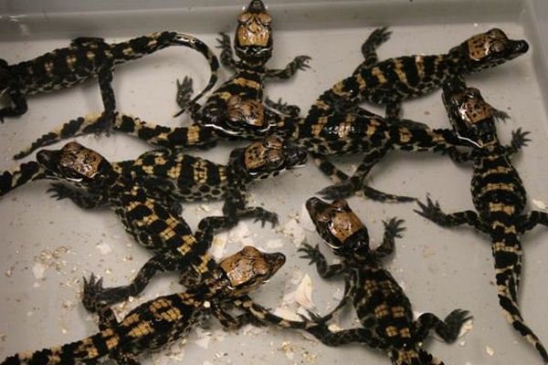 Les bébés crocodiles juste après leur naissance