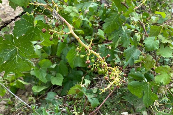 Albert Barrau a perdu presque une quarantaine de tonnes de raisins