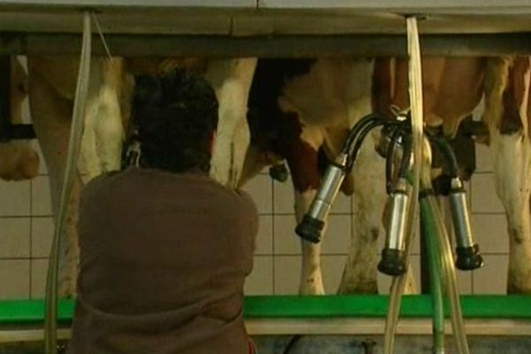 La situation des producteurs de lait est trés délicate