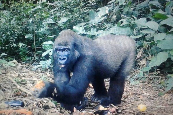 Kuimba était la fille d’Asato, le mâle dominant gorille du ZooParc. Âgée de 9 ans, elle étaiet née à Beauval.