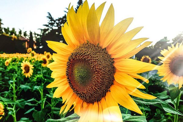 Tournesols