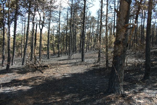 10 jours après l'incendie sur les hauteurs de Vosne-Romanée (Côte-d'Or, Bourgogne)