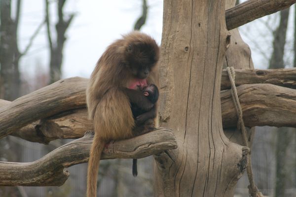 Dans la nuit de samedi à dimanche, un bébé gélada a vu le jour au parc animalier Le Pal, à Dompierre-sur-Besbre, dans l’Allier.