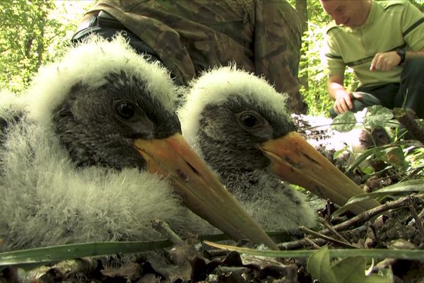 Trois cigogneaux ont été bagués et identifiés au parc national de Forêts.