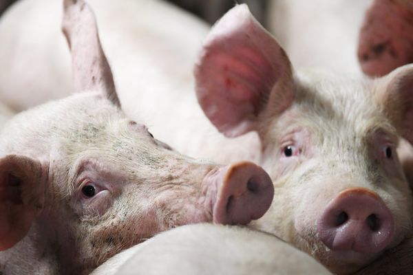 Porcs d'une exploitation porcine de Plémet, dans les Côtes d'Armor.