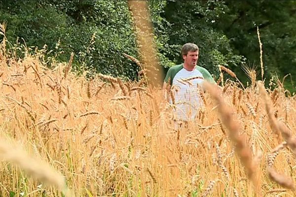 Jean-Christophe Bady dans ses champs de blé