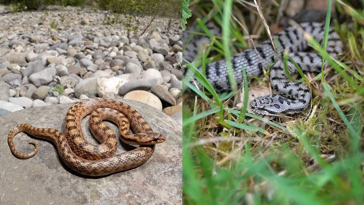 Un Serpent Dans Votre Jardin Ce Qu Il Faut Faire Et Ne Surtout Pas Faire