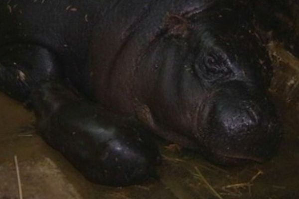 Carlota et sa petite fille, née le 21 octobre dernier au parc zoologique du Cerza