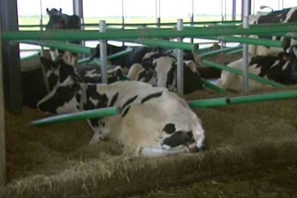 La ferme industrielle de Drucat dans la Somme