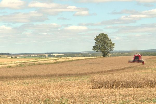 Les moissons ont débuté en Bourgogne, on s'attend à des rendements moyens compte-tenu de l'hiver pluvieux et de la sécheresse du printemps