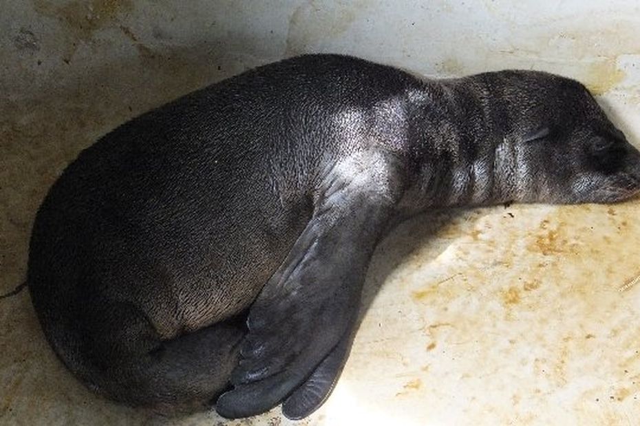 Amiens Naissance D Un Bebe Otarie Au Zoo