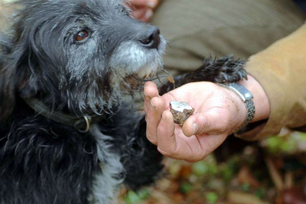 Un chien truffier récompensé ! (archives). 