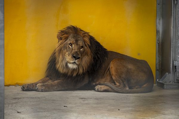 Gyz, jeune mâle de quatre ans, est arrivé au zoo de Bordeaux-Pessac le 6 juillet.