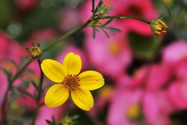 Ce début d'automne s'annonce doux