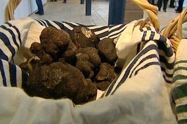 Les premières truffes de la saison délicatement présentées sur des linges dans des paniers en osier à Saint-Alvère (24)