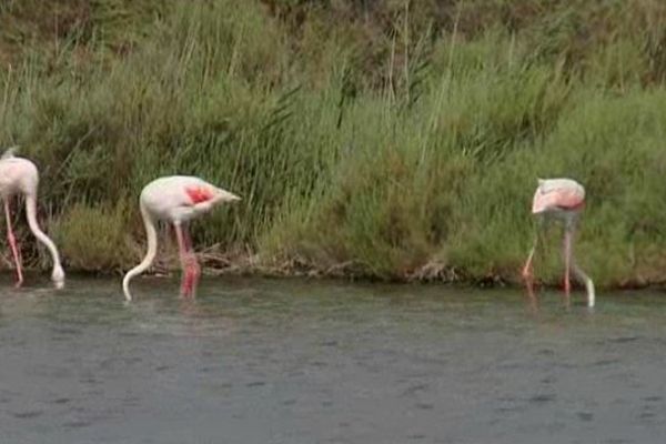 Cette année, près de 10 000 flamants roses sont venus nicher, pour la première fois autour d'Aigues-Mortes.