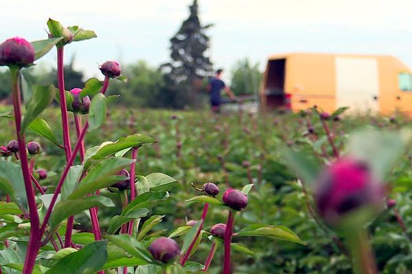 Mauguio (Hérault) - les champs de pivoines des horticulteurs sont en fleurs - mai 2020.