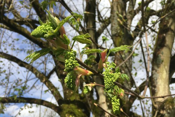 Dans les jardins, les bourgeons percent déjà. Ici, un érable.