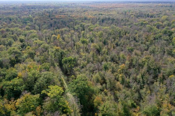 Les forêts du Grand Est n'assurent plus leur rôle de puits de carbone à cause du changement climatique