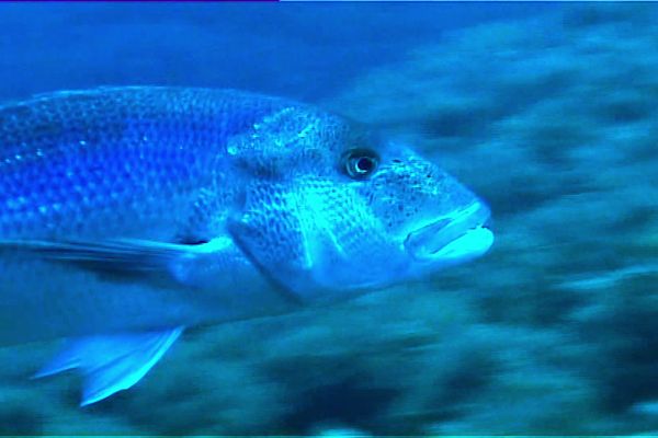 Des quotas ont été mis en place concernant la pêche au denti pour les pêcheurs de loisir.