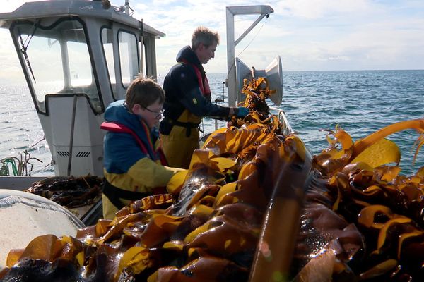 Les algoculteurs sont moins d'une dizaine en Bretagne.