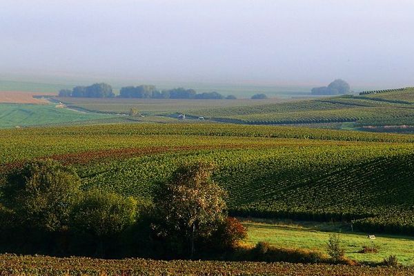 Octobre 2013, vignobles de Bouzy.