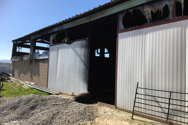 Il ne reste plus rien de cette bergerie de 700 m2 qui a brulé à Viane (Tarn) et où ont péri 450 brebis.